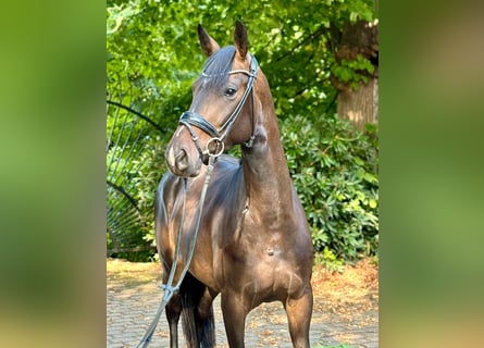 Koń oldenburski, Klacz, 3 lat, 163 cm, Gniada