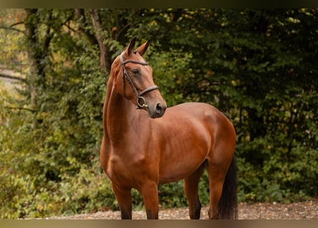 Koń oldenburski, Klacz, 3 lat, 164 cm, Gniada