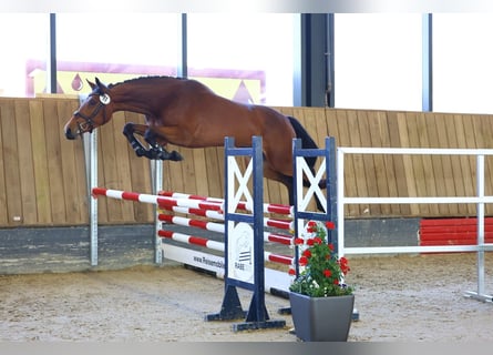 Koń oldenburski, Klacz, 3 lat, 165 cm, Gniada