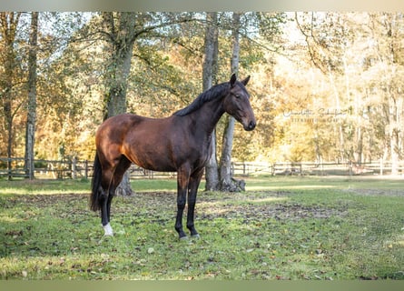 Koń oldenburski, Klacz, 3 lat, 165 cm, Gniada