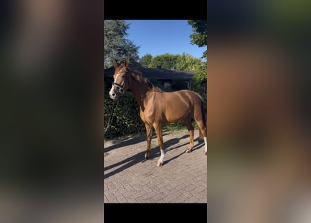 Koń oldenburski, Klacz, 3 lat, 165 cm, Kasztanowata