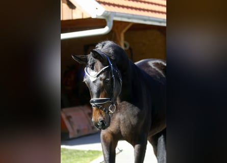 Koń oldenburski, Klacz, 3 lat, 166 cm, Ciemnogniada