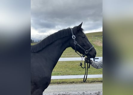Koń oldenburski, Klacz, 3 lat, 166 cm, Kara
