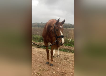 Koń oldenburski, Klacz, 3 lat, 166 cm, Kasztanowata