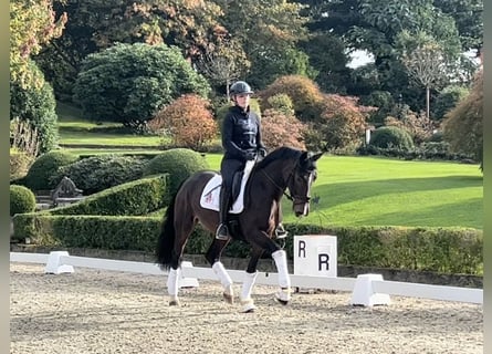 Koń oldenburski, Klacz, 3 lat, 166 cm