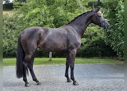 Koń oldenburski, Klacz, 3 lat, 167 cm, Skarogniada