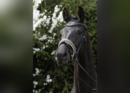 Koń oldenburski, Klacz, 3 lat, 168 cm, Kara