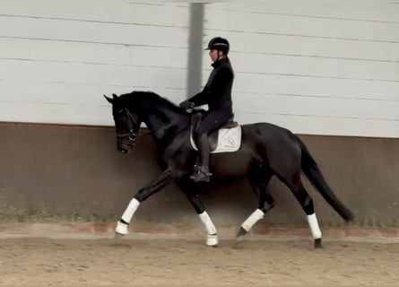 Koń oldenburski, Klacz, 3 lat, 168 cm, Kara
