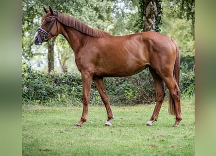 Koń oldenburski, Klacz, 3 lat, 168 cm, Kasztanowata