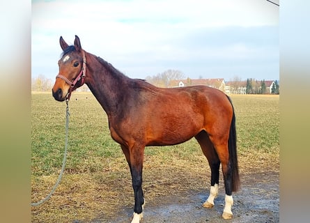 Koń oldenburski, Klacz, 3 lat, 169 cm, Gniada