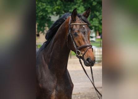 Koń oldenburski, Klacz, 3 lat, 169 cm, Gniada