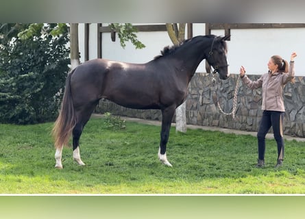 Koń oldenburski, Klacz, 3 lat, 169 cm, Kara