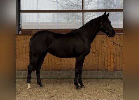 Koń oldenburski, Klacz, 3 lat, 170 cm, Kara