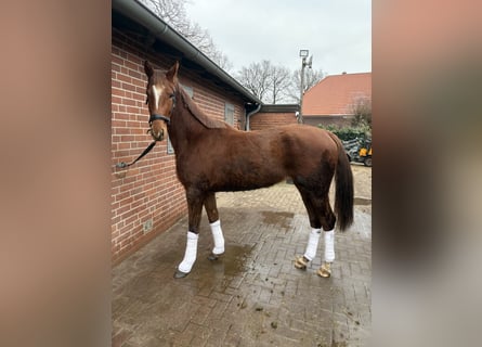 Koń oldenburski, Klacz, 3 lat, 170 cm, Kasztanowata