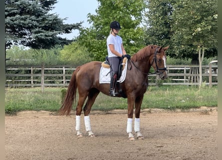 Koń oldenburski, Klacz, 3 lat, 170 cm, Kasztanowata