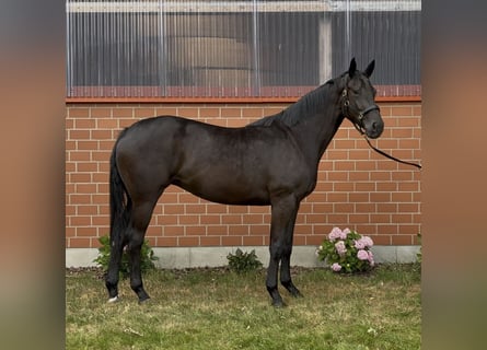 Koń oldenburski, Klacz, 3 lat, 172 cm, Kara