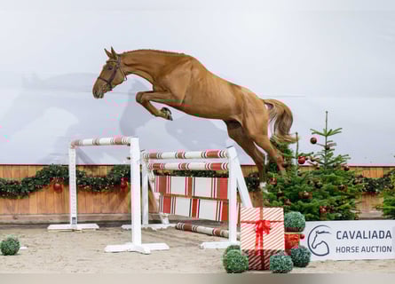 Koń oldenburski, Klacz, 3 lat, Kasztanowata