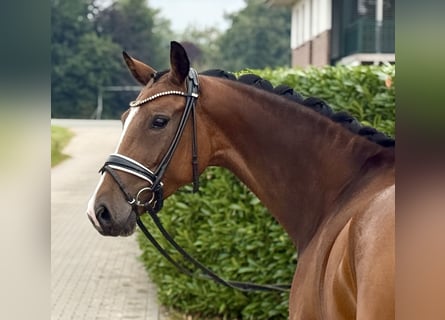 Koń oldenburski, Klacz, 4 lat, 160 cm, Gniada