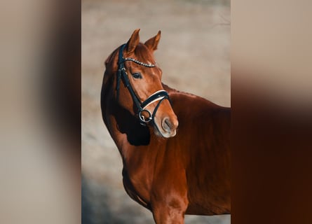 Koń oldenburski, Klacz, 4 lat, 162 cm, Ciemnokasztanowata