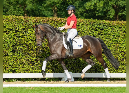 Koń oldenburski, Klacz, 4 lat, 163 cm, Ciemnogniada