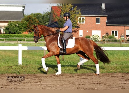 Koń oldenburski, Klacz, 4 lat, 164 cm, Kasztanowata