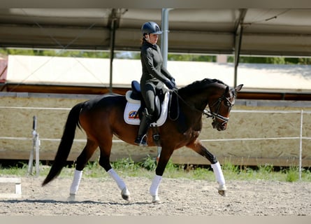 Koń oldenburski, Klacz, 4 lat, 165 cm, Ciemnogniada