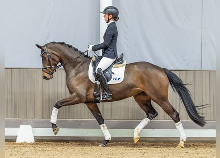 Koń oldenburski, Klacz, 4 lat, 165 cm, Ciemnogniada