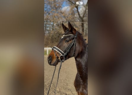Koń oldenburski, Klacz, 4 lat, 165 cm, Ciemnogniada