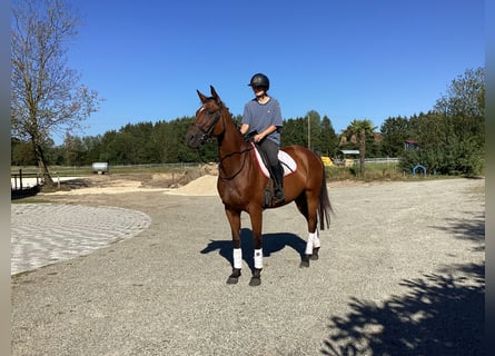 Koń oldenburski, Klacz, 4 lat, 165 cm, Ciemnogniada