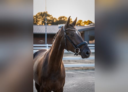 Koń oldenburski, Klacz, 4 lat, 165 cm, Kara