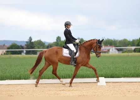 Koń oldenburski, Klacz, 4 lat, 165 cm, Kasztanowata