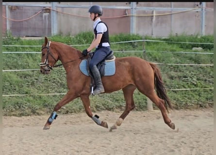 Koń oldenburski, Klacz, 4 lat, 165 cm, Kasztanowata