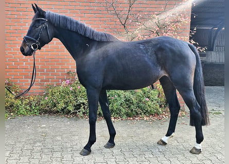 Koń oldenburski, Klacz, 4 lat, 165 cm, Skarogniada