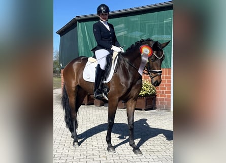 Koń oldenburski, Klacz, 4 lat, 166 cm, Ciemnogniada