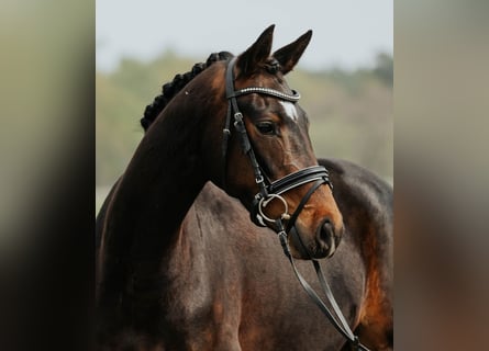 Koń oldenburski, Klacz, 4 lat, 166 cm, Ciemnogniada