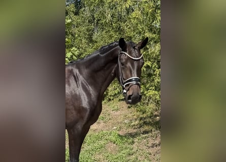 Koń oldenburski, Klacz, 4 lat, 166 cm, Ciemnogniada