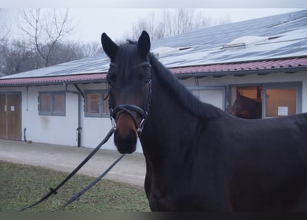 Koń oldenburski, Klacz, 4 lat, 166 cm, Ciemnogniada