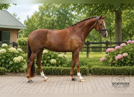 Koń oldenburski, Klacz, 4 lat, 166 cm, Ciemnokasztanowata