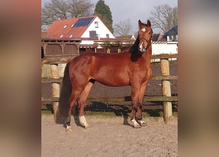 Koń oldenburski, Klacz, 4 lat, 166 cm, Gniada