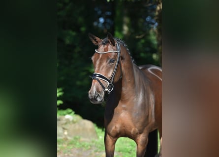 Koń oldenburski, Klacz, 4 lat, 166 cm, Gniada