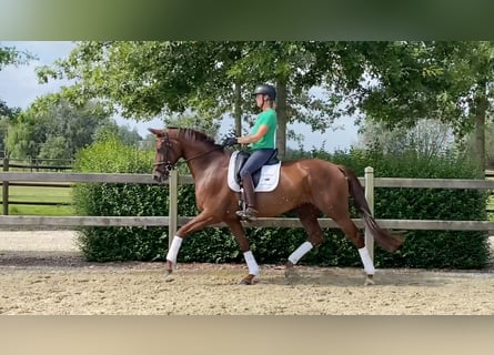 Koń oldenburski, Klacz, 4 lat, 166 cm, Kasztanowata