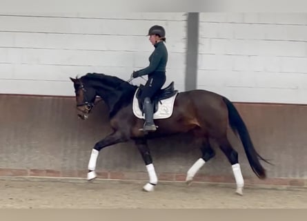 Koń oldenburski, Klacz, 4 lat, 167 cm, Ciemnogniada