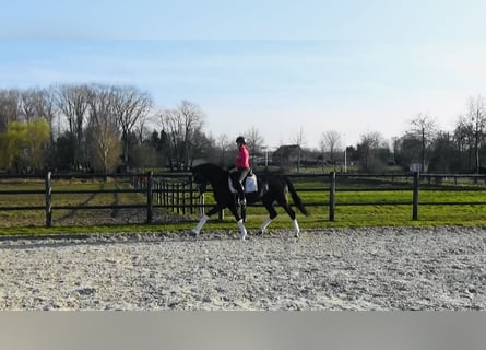 Koń oldenburski, Klacz, 4 lat, 167 cm, Ciemnogniada