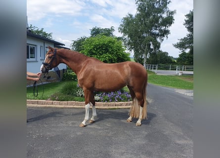 Koń oldenburski, Klacz, 4 lat, 167 cm, Kasztanowata