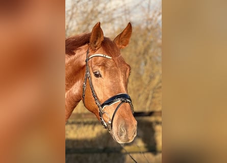 Koń oldenburski, Klacz, 4 lat, 167 cm, Kasztanowata