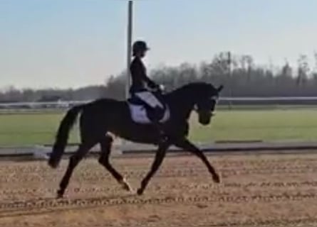 Koń oldenburski, Klacz, 4 lat, 168 cm, Ciemnogniada
