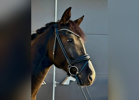 Koń oldenburski, Klacz, 4 lat, 168 cm, Gniada Koń oldenburski, Klacz, 4 lat, 168 cm, Gniada