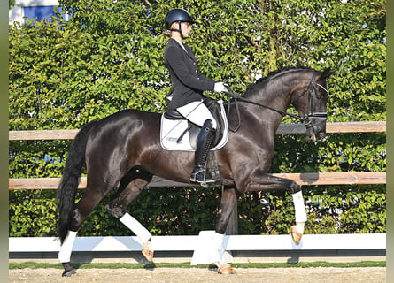 Koń oldenburski, Klacz, 4 lat, 168 cm, Kara