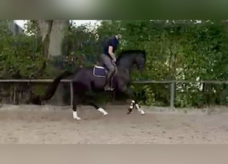 Koń oldenburski, Klacz, 4 lat, 168 cm