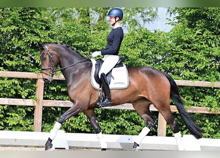 Koń oldenburski, Klacz, 4 lat, 169 cm, Ciemnogniada